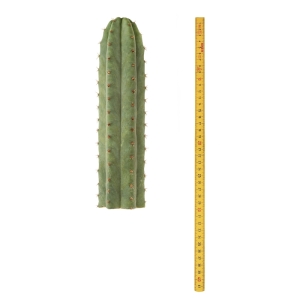 Cactus Mescalinici Sirius Cactus San Pedro (Echinopsis pachanoi)