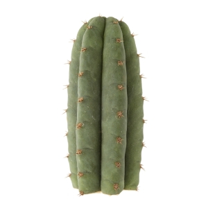 Cactus Mescalinici Sirius Cactus San Pedro (Echinopsis pachanoi)