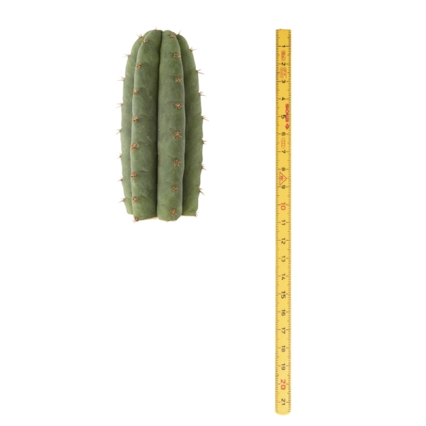 Sirius Mescalin Cacti San Pedro
