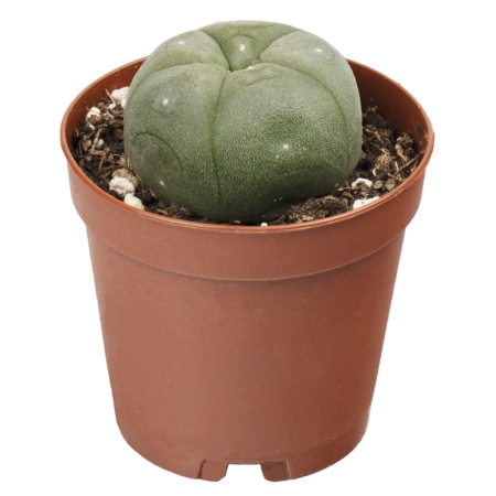 Sirius Mescalin Cacti Peyote M