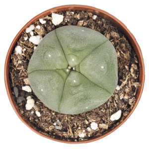 Sirius Mescalin Cacti Peyote M