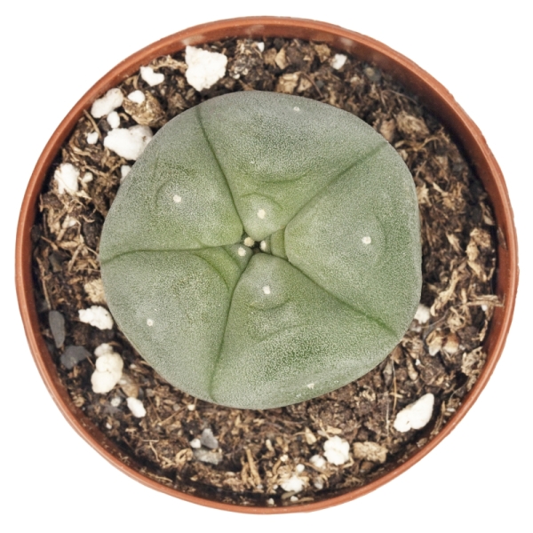 Sirius Mescalin Cacti Peyote M