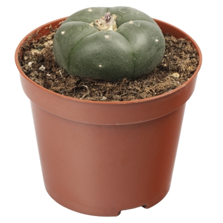 Sirius Mescalin Cacti Peyote L