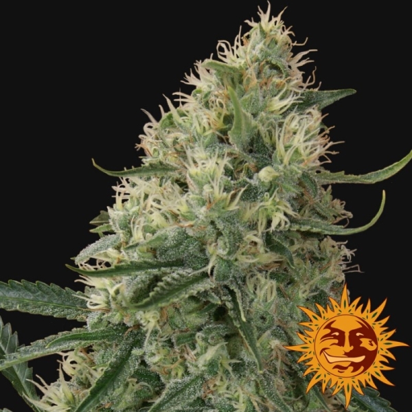 Barney's Farm Sin Tra Bajo Auto
