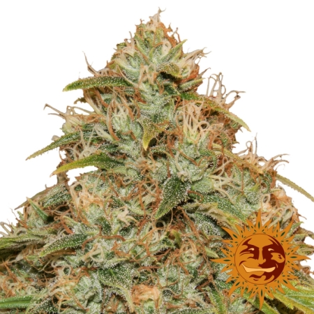 cbd citron potion autofloraison