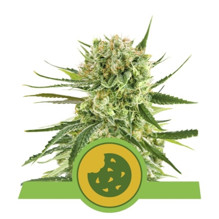 Royal Queen Seeds Royal Cookies Automatic