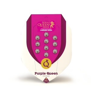 Royal Queen Seeds Purple Queen