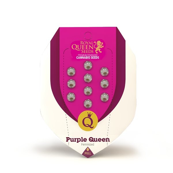 Royal Queen Seeds Purple Queen