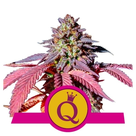 Royal Queen Seeds Purple Queen