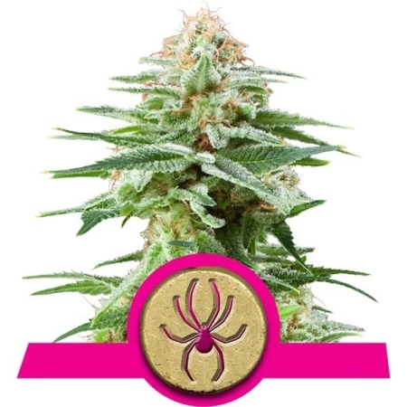 Royal Queen Seeds RQS White Widow