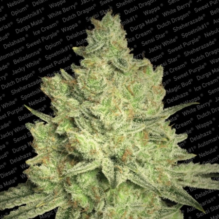 Paradise Seeds Jacky White