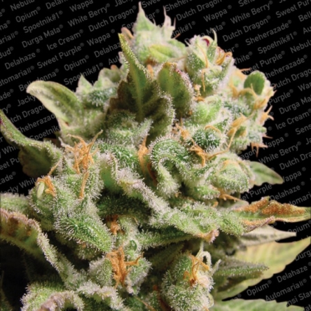 Paradise Seeds Dutch Dragon