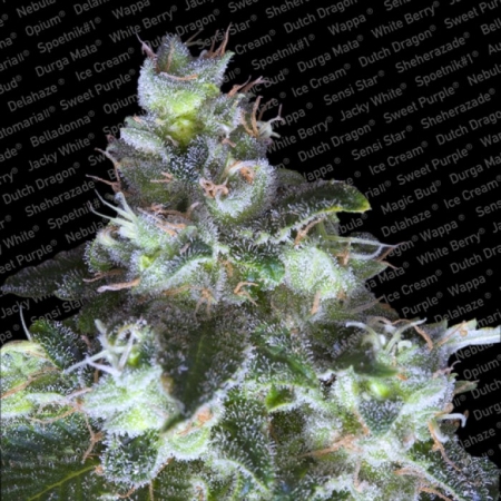 Paradise Seeds Original White Widow (IBL)