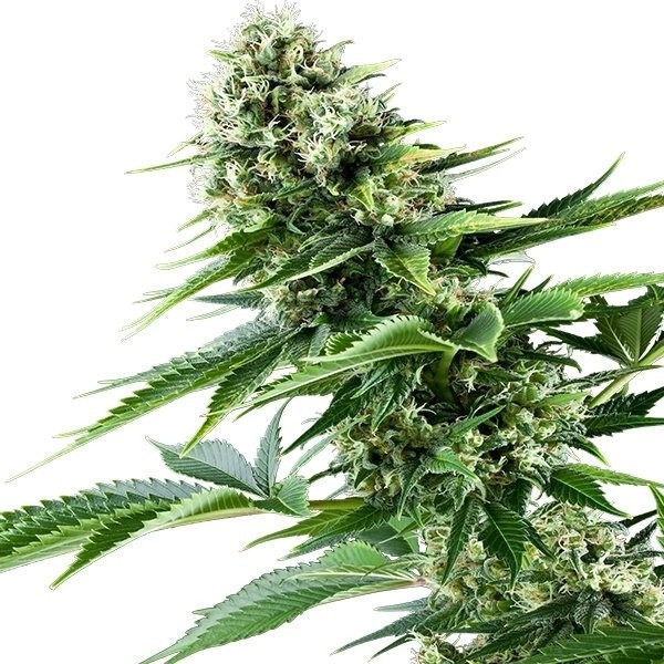 Bestel 'Power Flower' cannabis zaden online Sirius