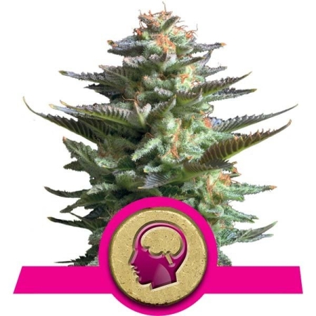 Royal Queen Seeds Amnesia Haze