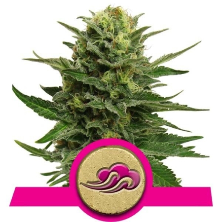 Royal Queen Seeds Blue Mystic