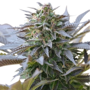 Royal Queen Seeds Blue Mystic