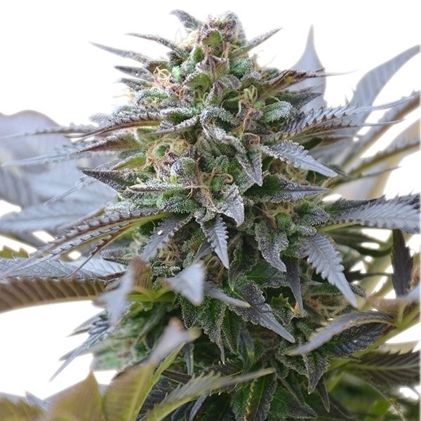 Royal Queen Seeds Blue Mystic