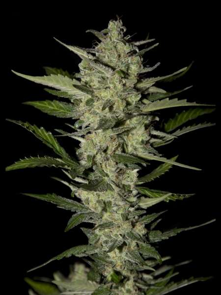 Strain Hunters Flowerbomb Kush