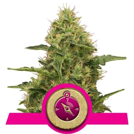 Royal Queen Seeds Northern Light