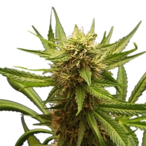 Royal Queen Seeds Northern Light