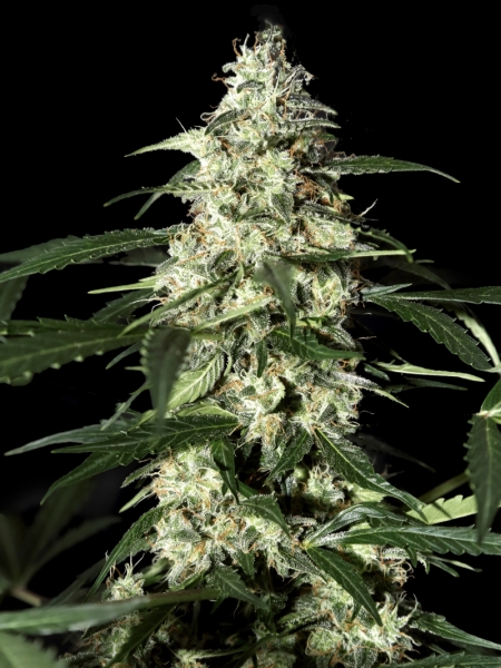 Strain Hunters Skunk Autoflowering