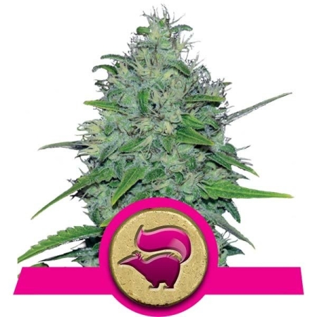 Royal Queen Seeds Skunk XL