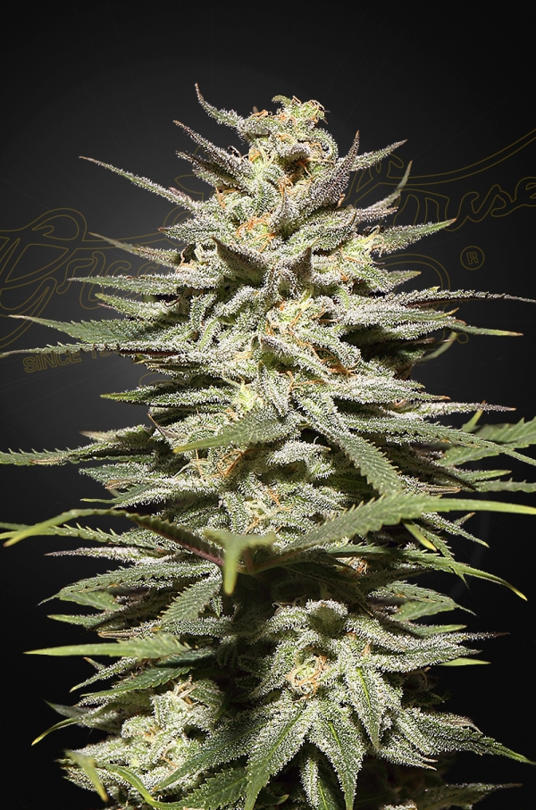 Green House Seed Co. Super Lemon Haze CBD 