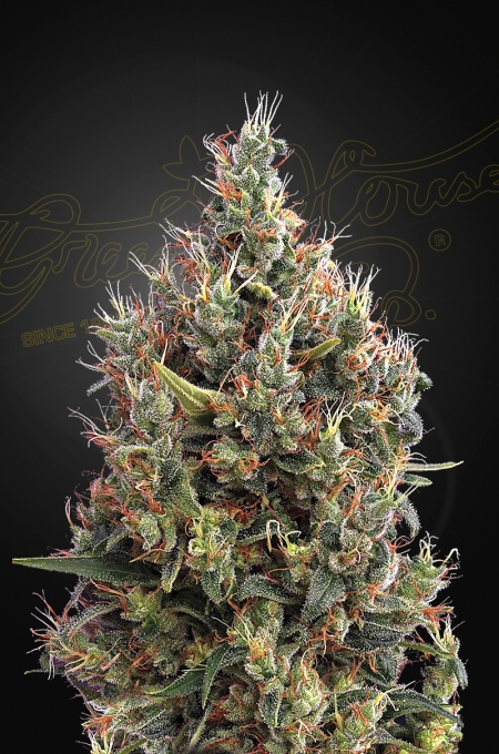 cima di cannabis autofiorente Big Bang by Greenhouse seeds