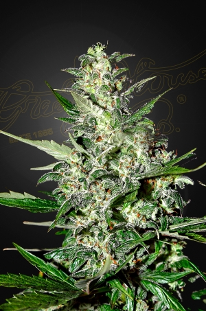 Green House Seed Co. Super Critical Auto
