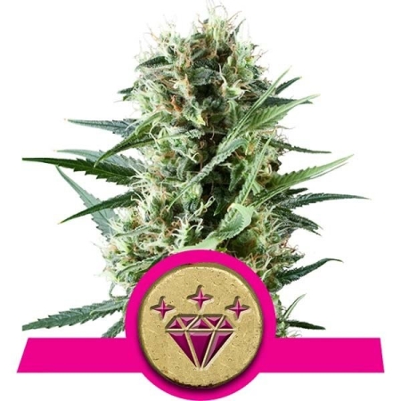 Royal Queen Seeds Special Kush