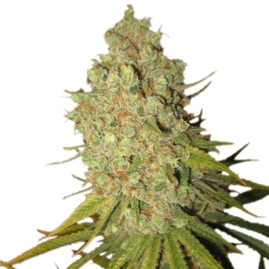 Royal Queen Seeds Special Kush