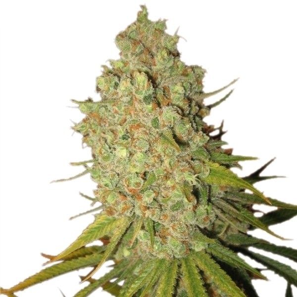 Royal Queen Seeds Special Kush