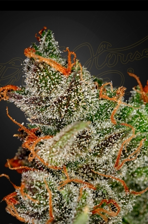 Green House Seed Co. King's Kush