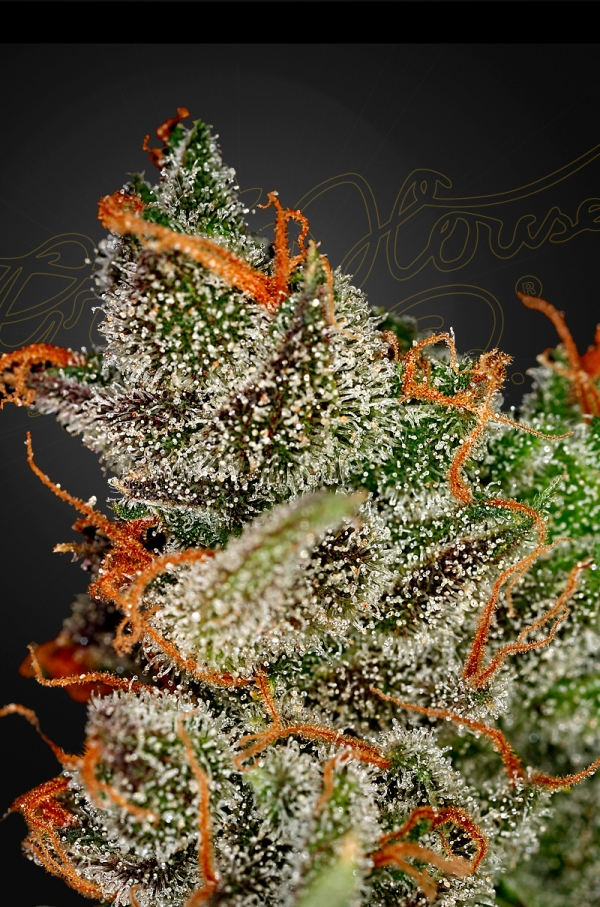 Green House Seed Co. King's Kush