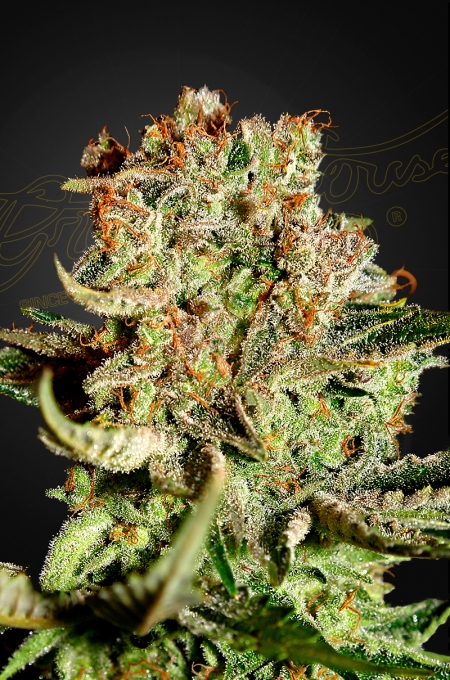 Green House Seed Co. Super Bud