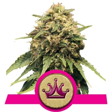 Royal Queen Seeds Special Queen