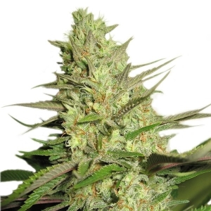 Royal Queen Seeds Special Queen