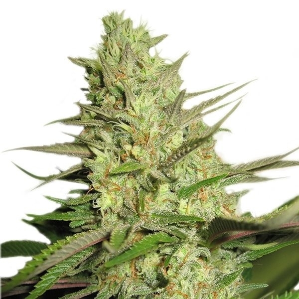 Royal Queen Seeds Special Queen