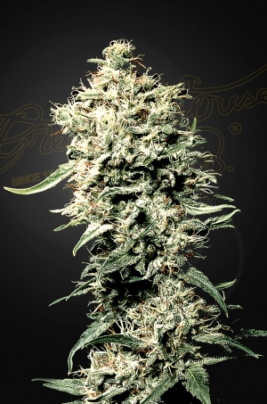 Green House Seed Co. White Rhino