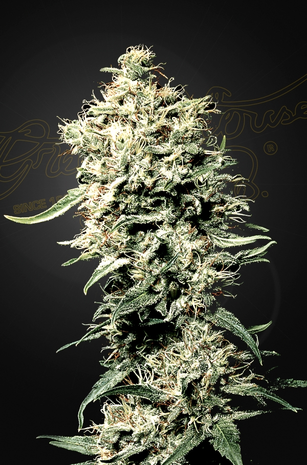 Green House Seed Co. White Rhino
