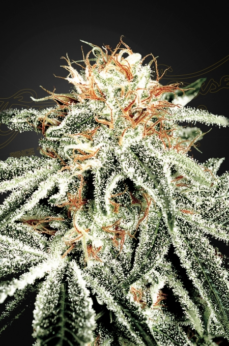 Green House Seed Co. GH White Widow 