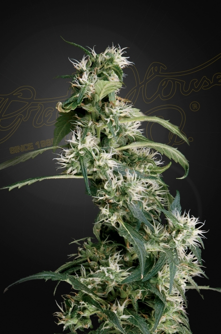 Green House Seed Co. Arjan's Ultra Haze #2 