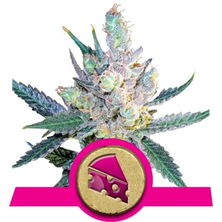 Royal Queen Seeds Royal Cheese