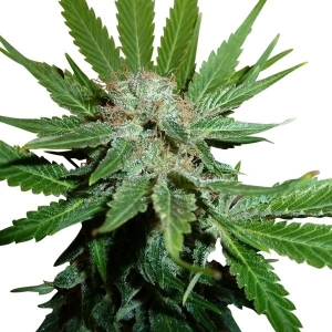 Royal Queen Seeds Royal Cheese