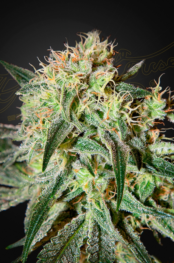 Green House Seed Co. Damn Sour