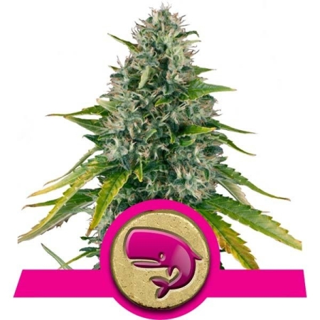 Royal Queen Seeds Royal Moby