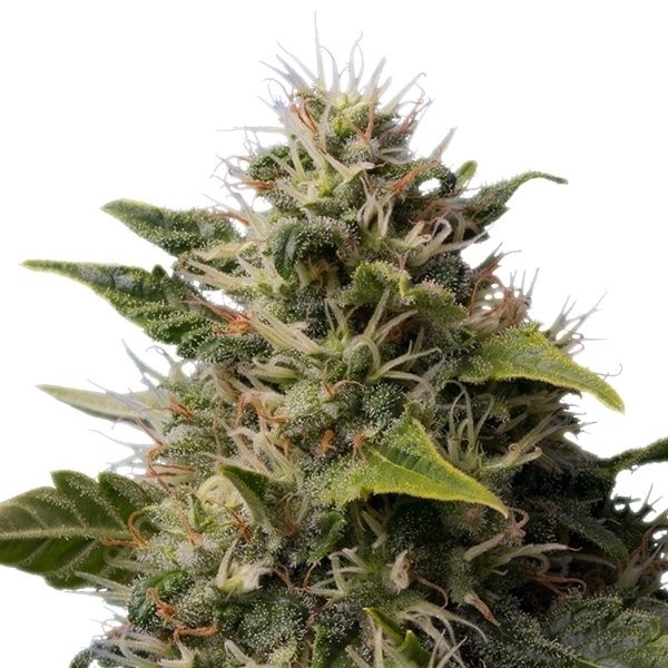 Royal Queen Seeds Royal Moby