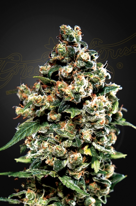 Jack Herer 