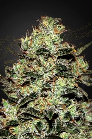 Green House Seed Co. GH Moby Dick